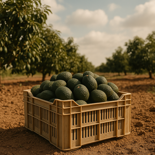 Aguacates Hass | SuperAgricultor