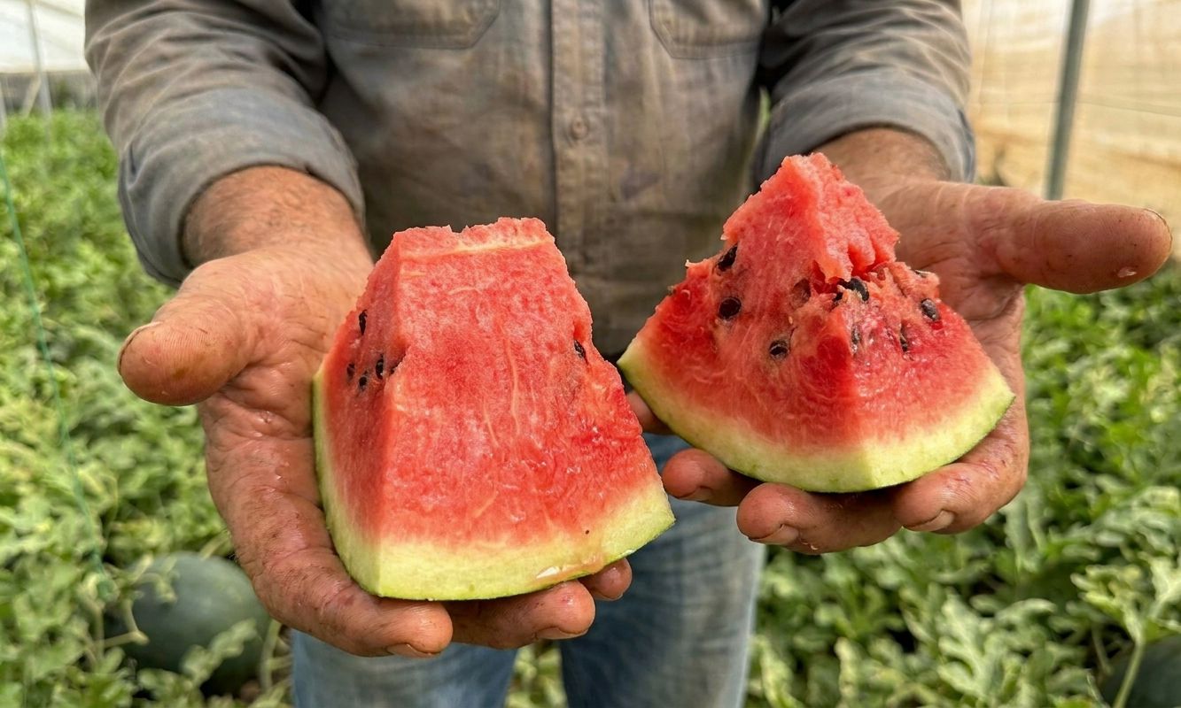 Sandía Rayada de Manuel