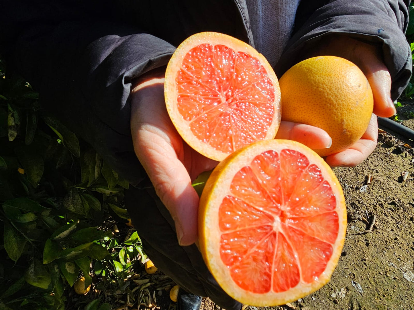 Pomelo Rojo agricultora superagricultor.com