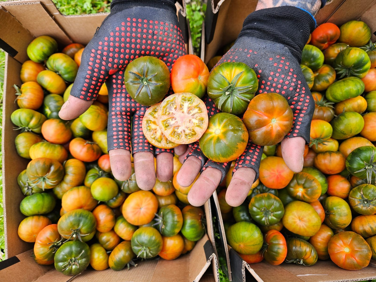 Tomate Raf Mini Auténtico de Jose