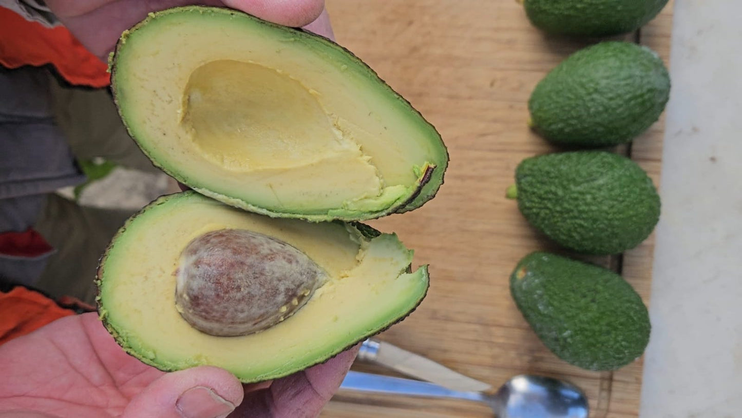 Aguacate Hass de Toni
