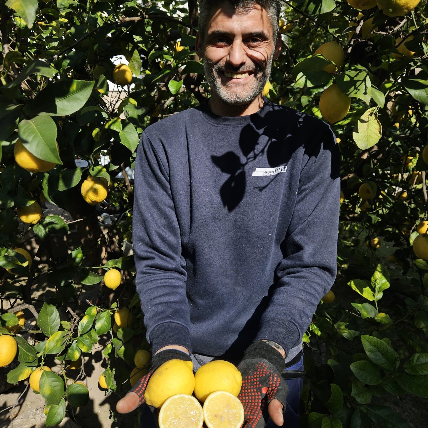 Limon amarillo de Jose