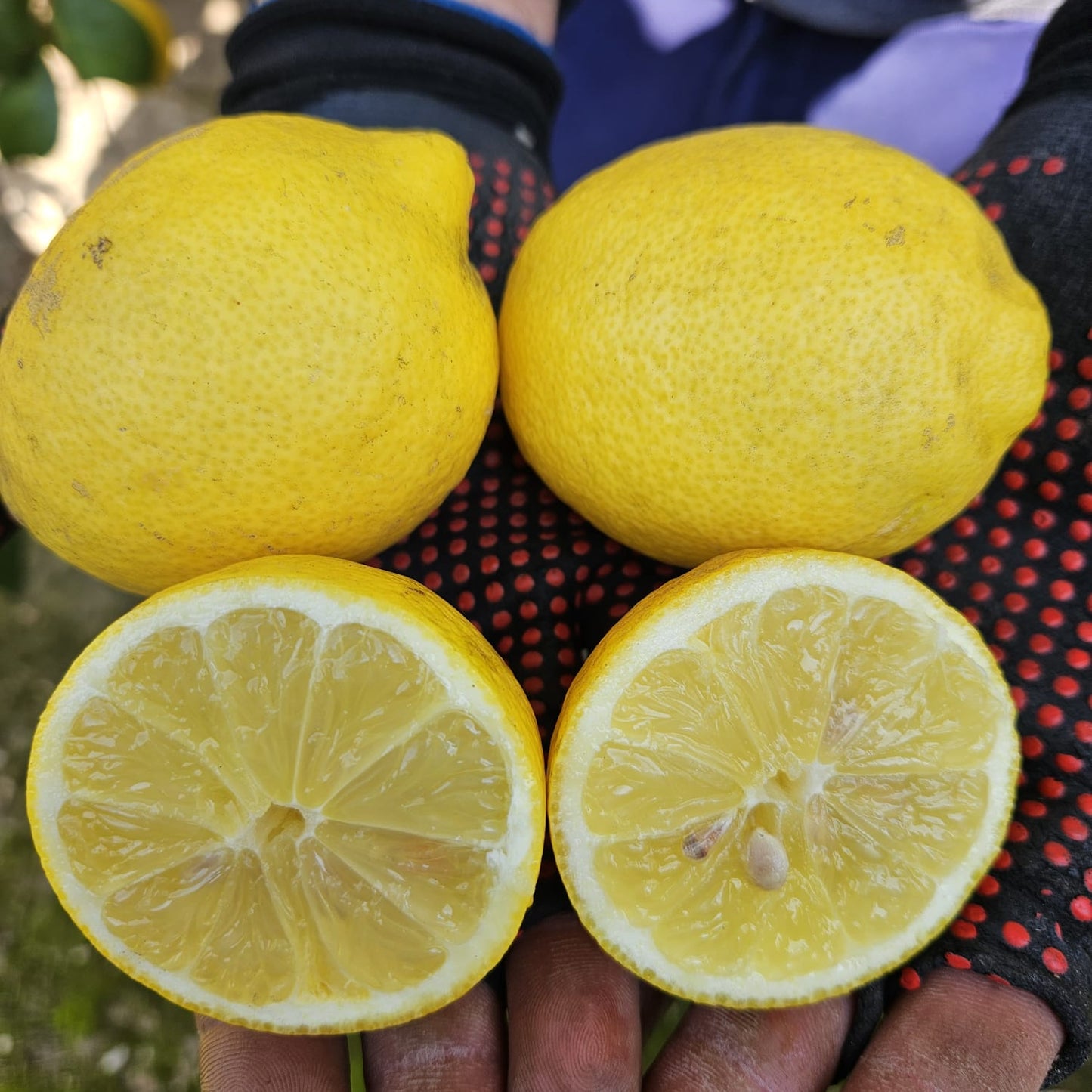 Limon amarillo de Jose