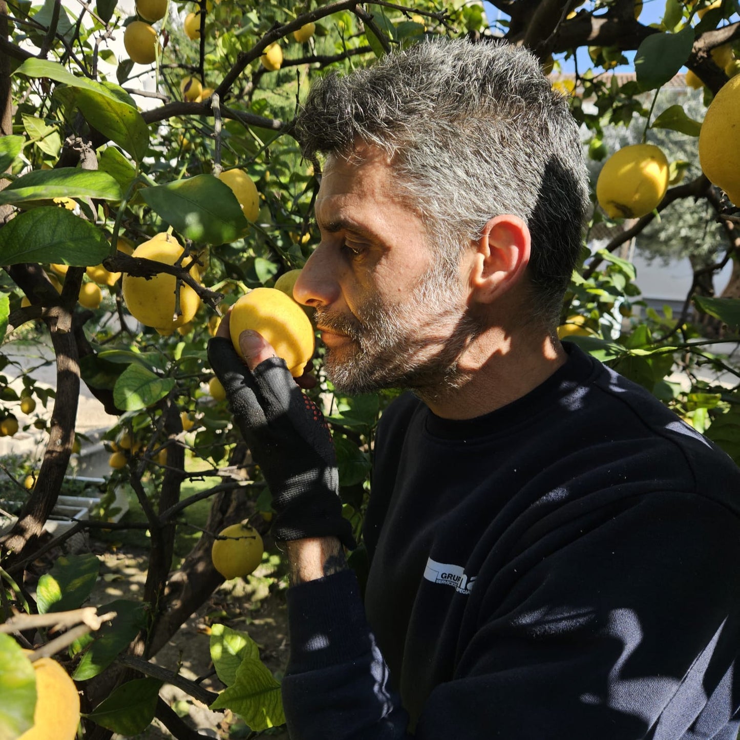 Limon amarillo de Jose