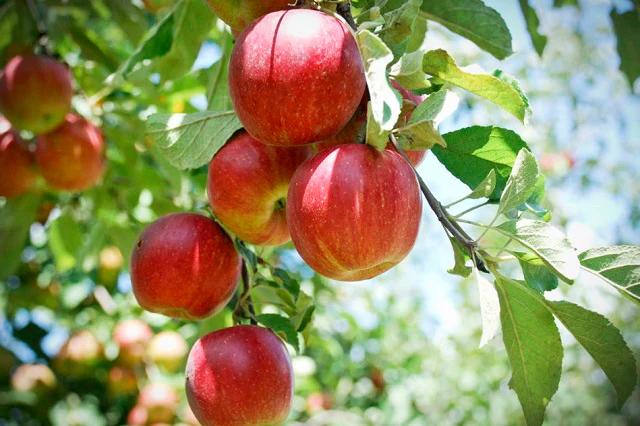 Manzana de Montaña Ecológica De Kaiet