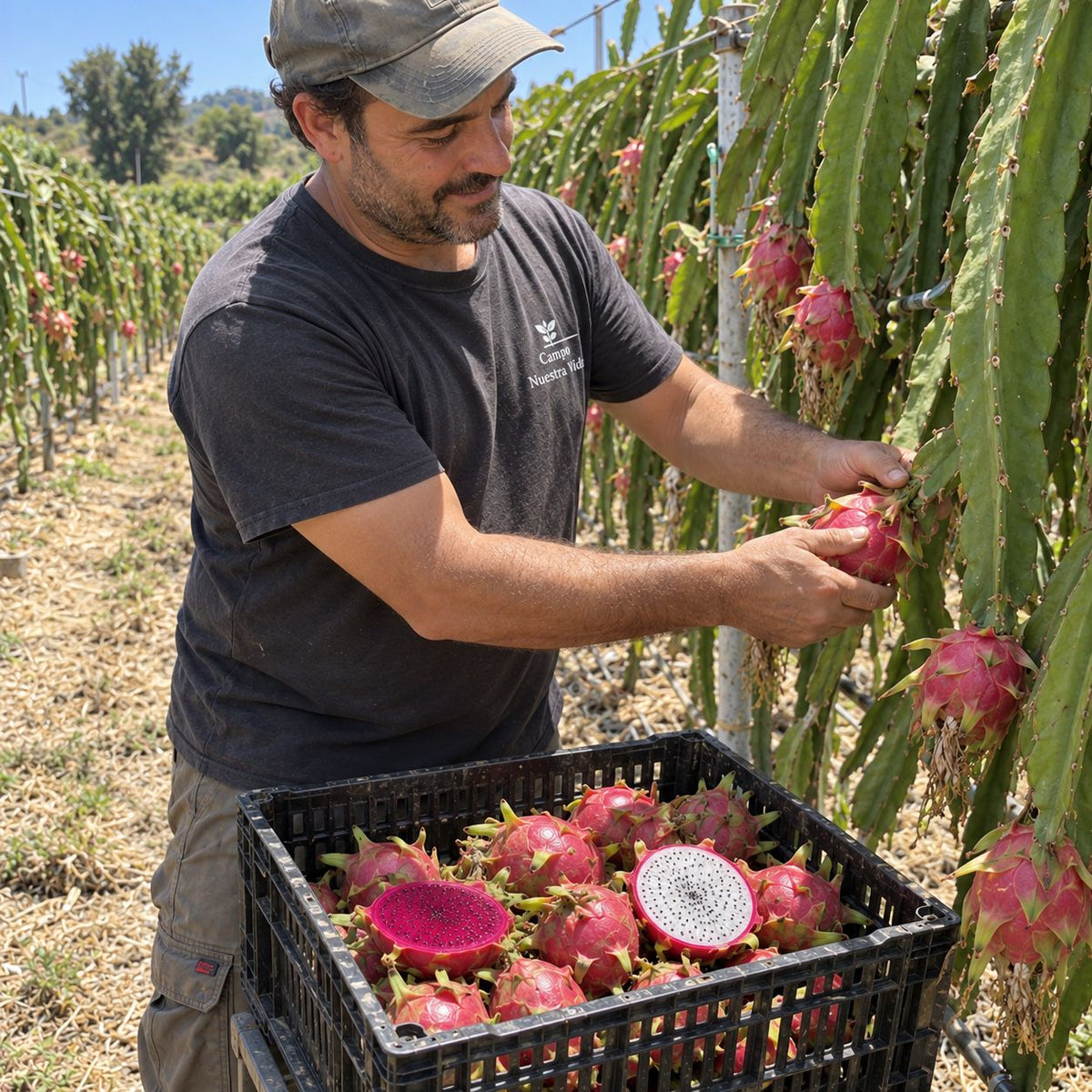 Fruta del Dragón (Pitahaya) de Ximo