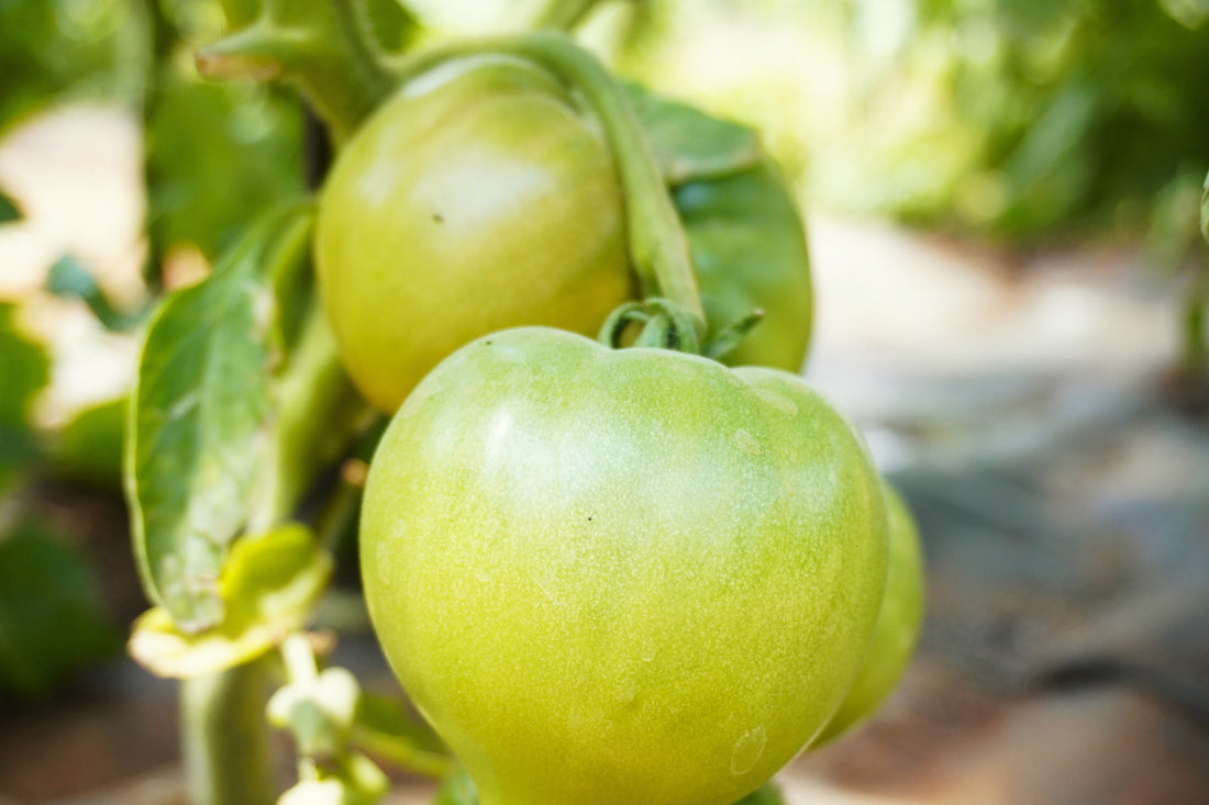 Cultivo del tomate: ¿Cómo lograr una cosecha exitosa y sostenible