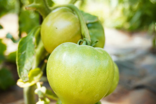Cultivo del tomate: ¿Cómo lograr una cosecha exitosa y sostenible