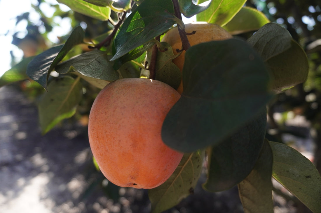 Caquis valencianos |SuperAgricultor
