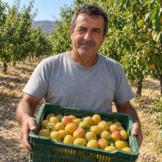Ciruelo amarillo de Francisco