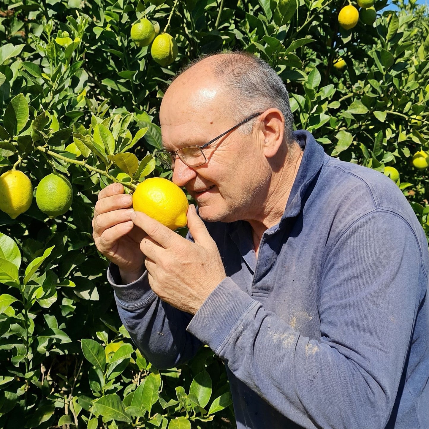 Limon Primofiori de Jose