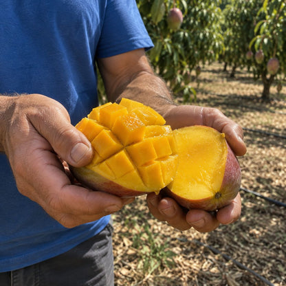 Mango Osteen de Lucas