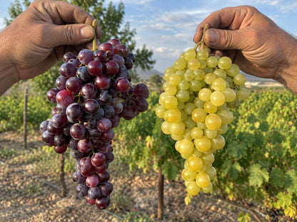 Racimos de Uva de la Huerta