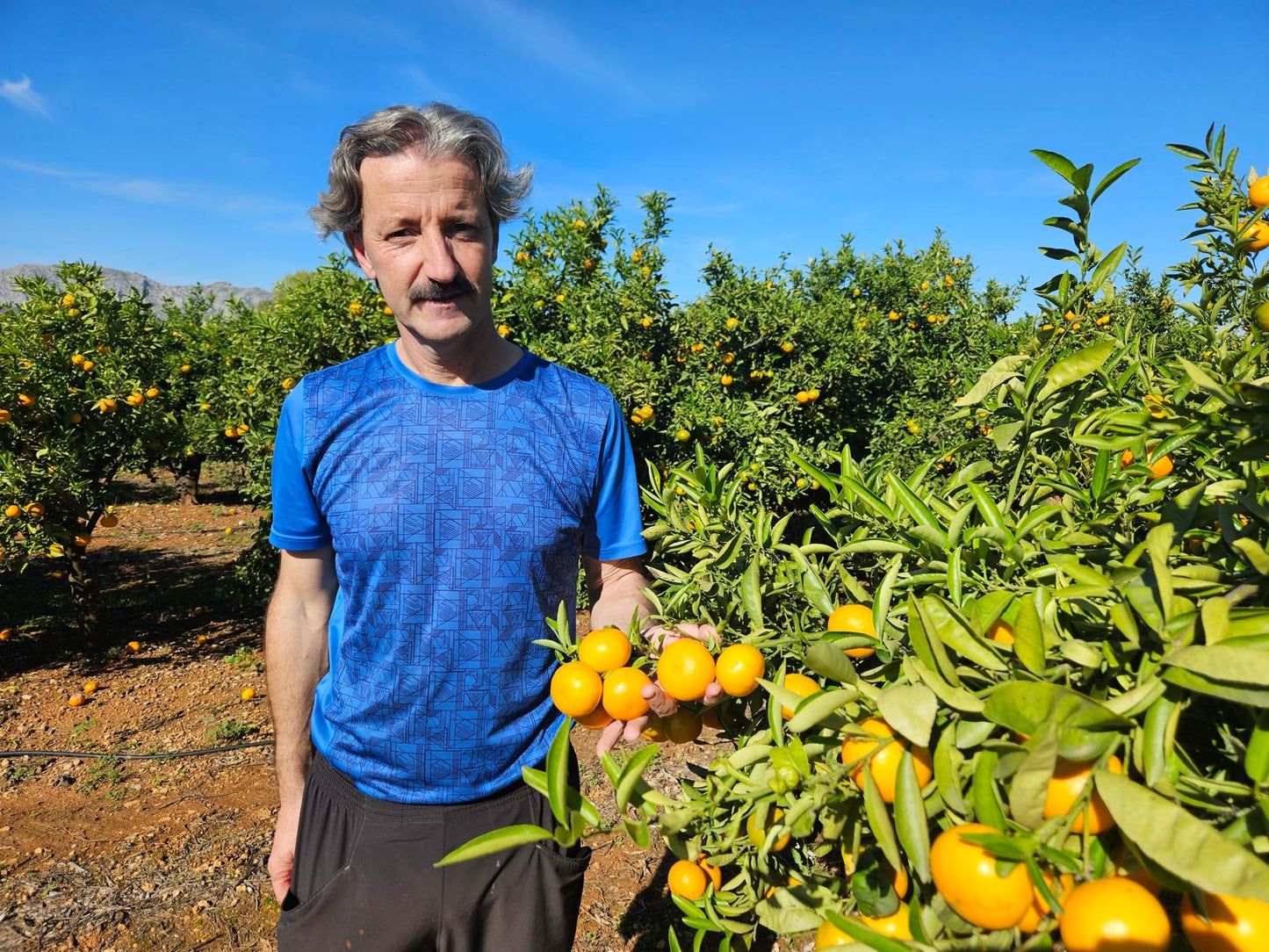 Mandarina de Miguel