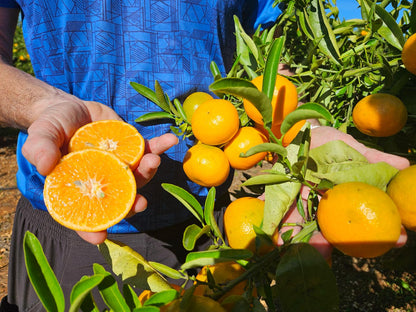 Mandarina de Miguel