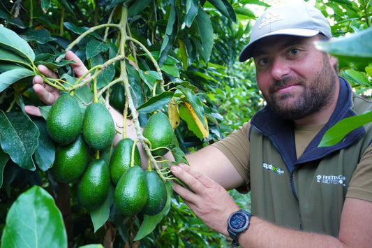 Aguacate Hass Mini de Salvador