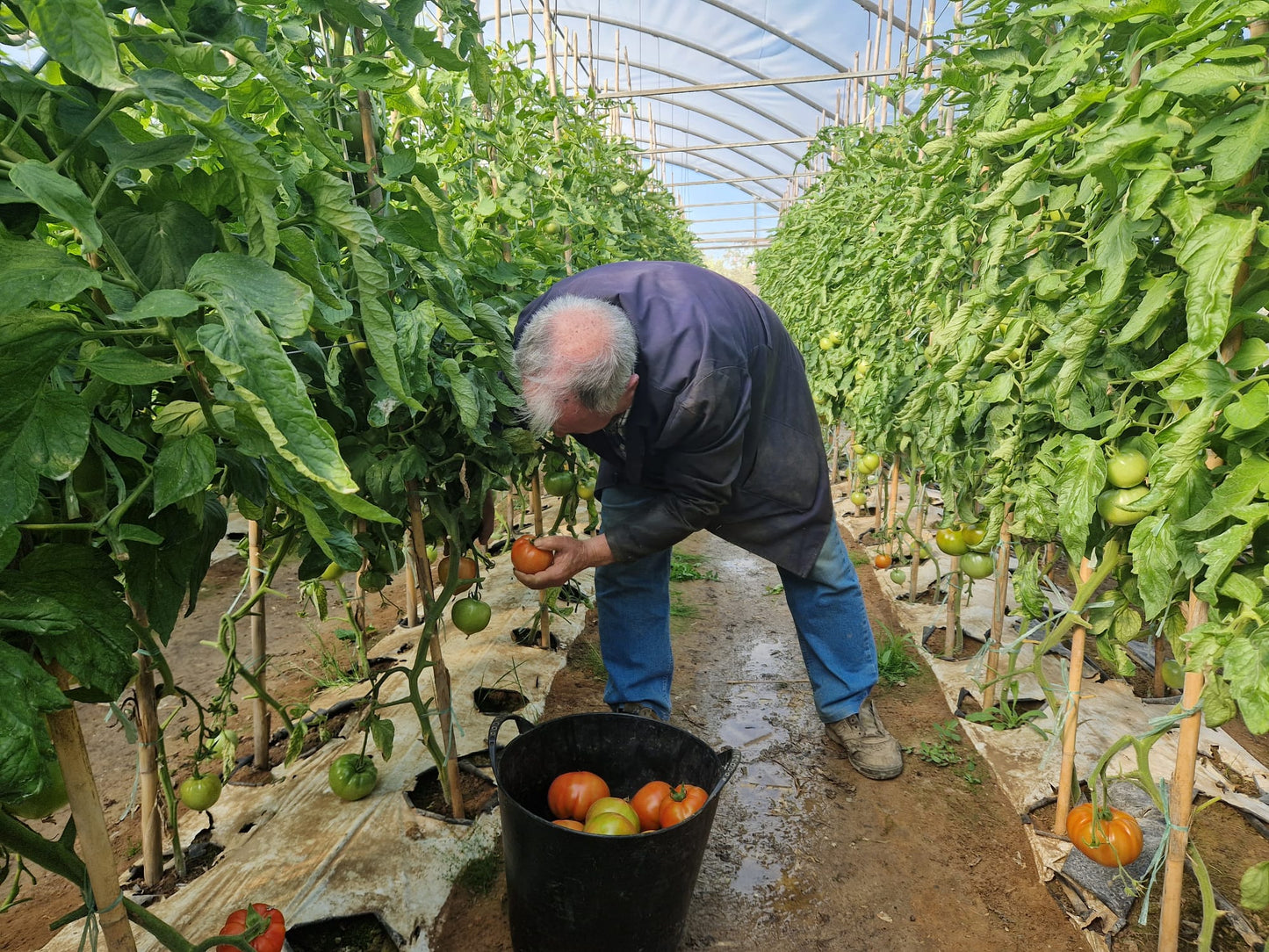 Tomate Óptima Ecológico de Vicente