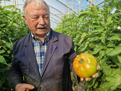 Tomate Óptima Ecológico de Vicente