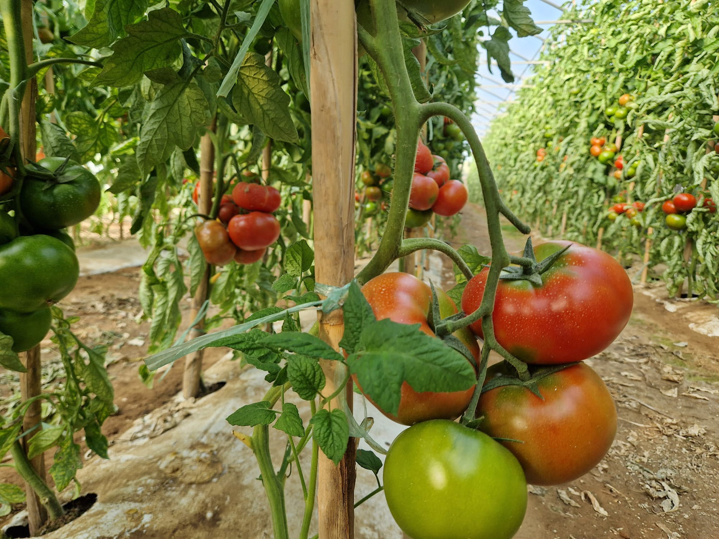 Tomate Óptima Ecológico de Vicente