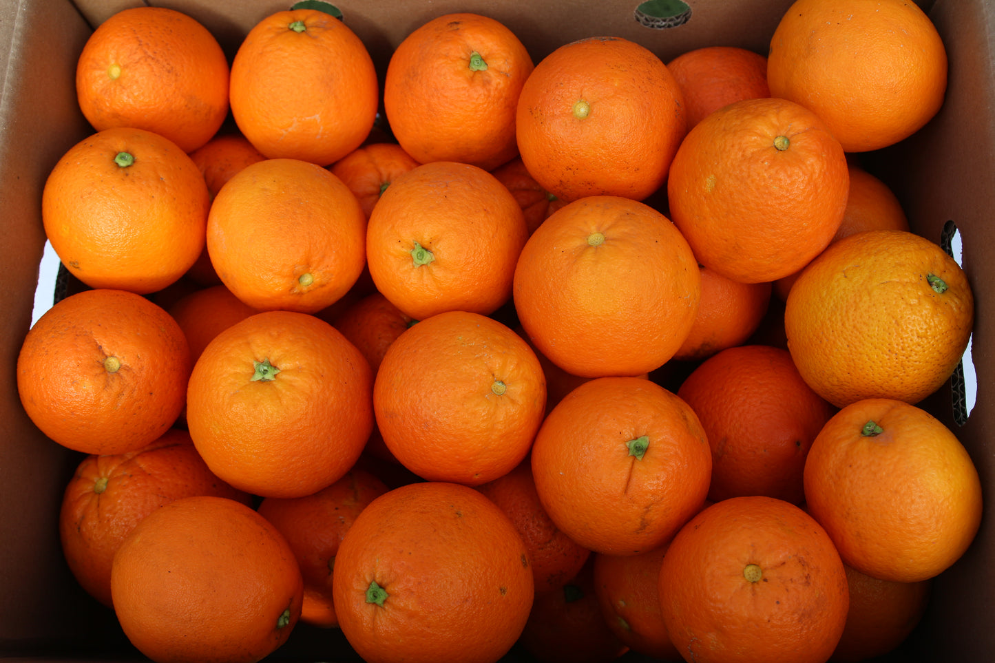 Naranja Valenciana Mesa de Paco