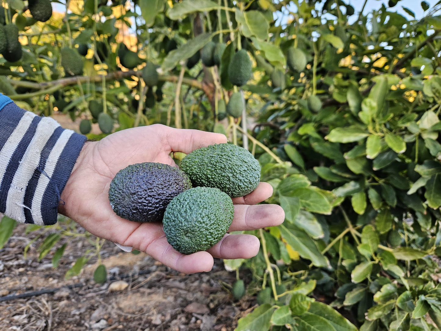 Aguacate Hass Mini de Salvador