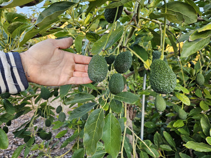 Aguacate Hass Mini de Salvador