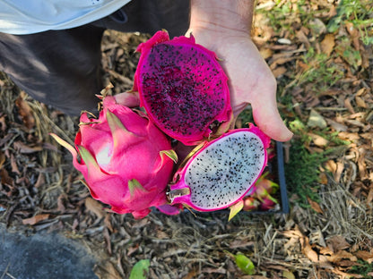 Fruta del dragón de Lalo