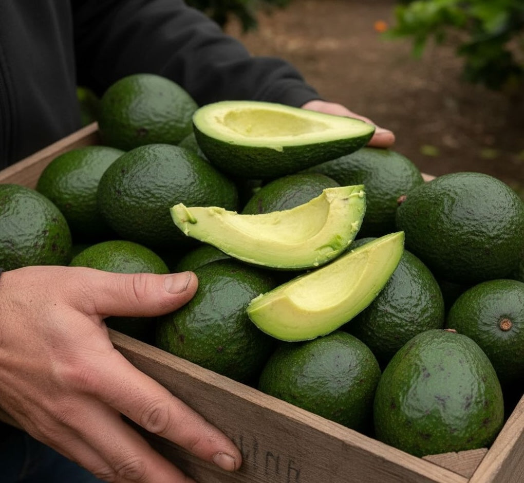 Aguacate Bacon de Salvador