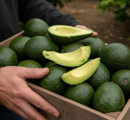 Aguacate Bacon de Salvador
