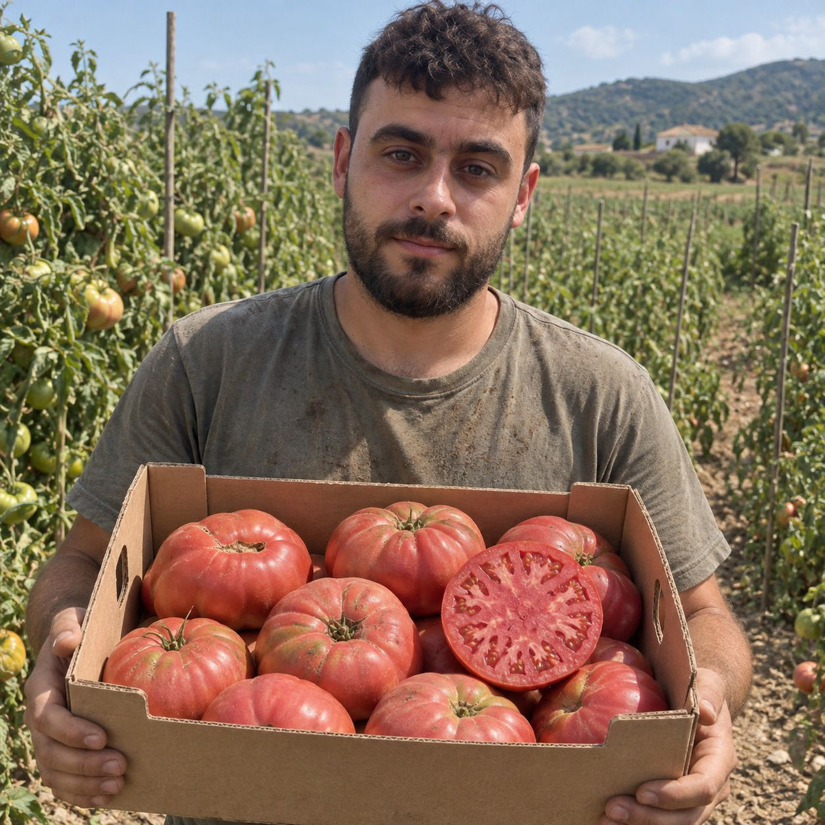 Tomate Rosa de Jose