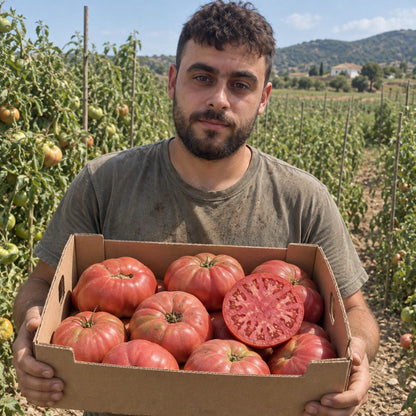 Tomate Rosa de Jose