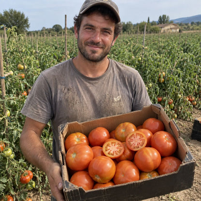 Tomate optimate de Enrique